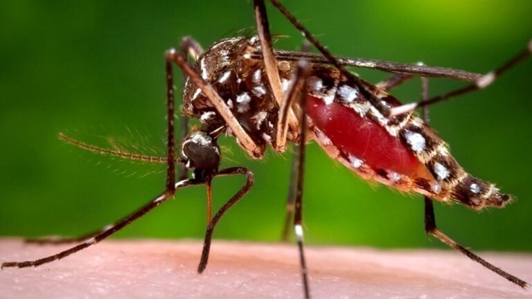 Casos prováveis de chikungunya crescem 364,9% na Bahia em 2026<span style='display:block;font-size:0.55em;font-weight:400;line-height:1.35;color:#555;margin-top:10px'>Estado registrou 9.990 notificações até 15 de setembro; duas mortes foram confirmadas</span>