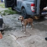 Cão de porte médio, magro e com pelagem tigrada, conduzido na guia por policiais militares ao lado de viatura e caixa de transporte