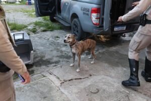Cão de porte médio, magro e com pelagem tigrada, conduzido na guia por policiais militares ao lado de viatura e caixa de transporte