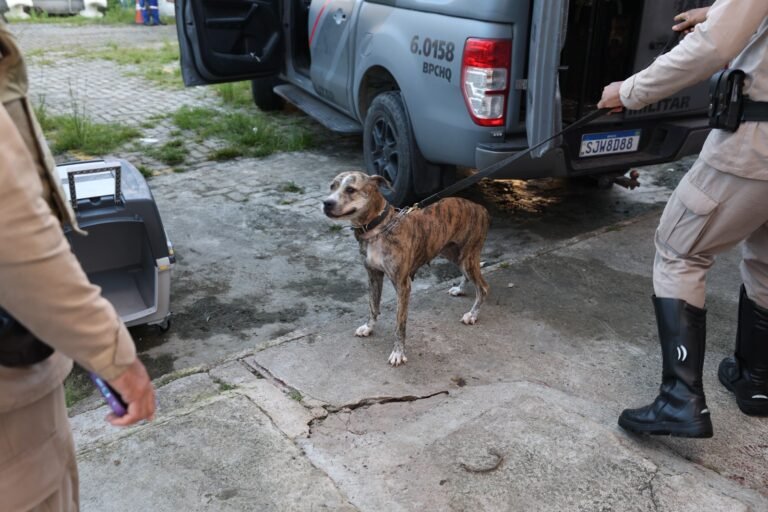 Audiência no MP-BA aponta maus-tratos aos 17 cães da Brigada K9 em Salvador
